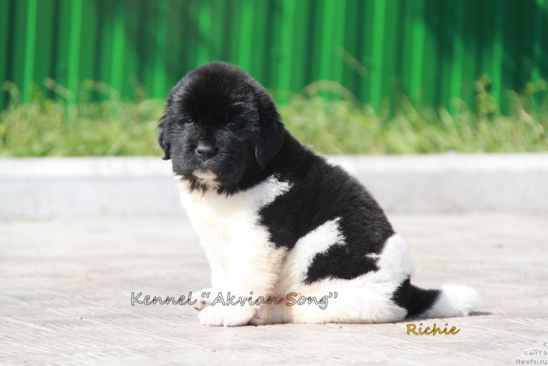 Фото: ньюфаундленд Akvian Song Rich Brid (Аквиан Сонг Рич Брид)