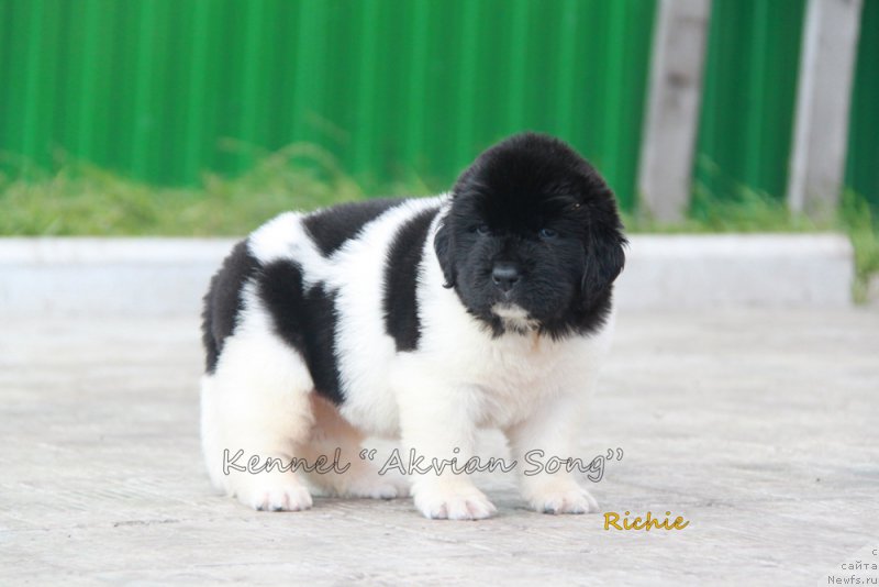 Фото: ньюфаундленд Akvian Song Rich Brid (Аквиан Сонг Рич Брид)