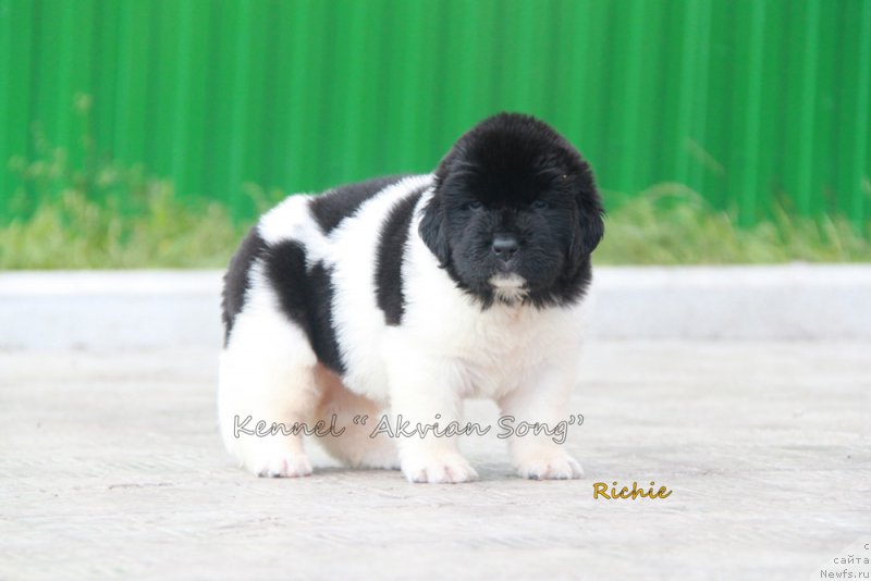 Фото: ньюфаундленд Akvian Song Rich Brid (Аквиан Сонг Рич Брид)