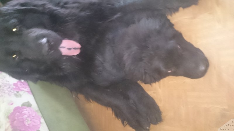 Фото: Nataliya Maslova (Наталия Маслова), ньюфаундленд CHernyiy Balu Efrem (Черный Балу Ефрем)