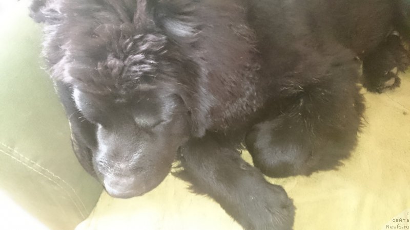 Фото: Nataliya Maslova (Наталия Маслова), ньюфаундленд CHernyiy Balu Efrem (Черный Балу Ефрем)
