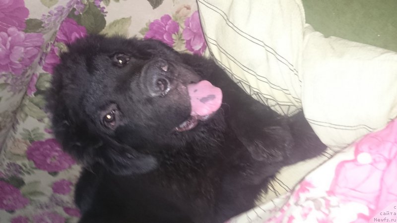 Фото: ньюфаундленд CHernyiy Balu Efrem (Черный Балу Ефрем)