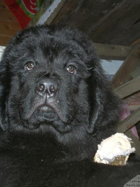 Фото: ньюфаундленд Istochnik Vdohnoveniya dlya N'yufort (Источник Вдохновения для Ньюфорт)