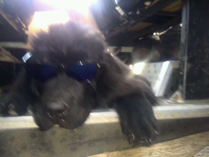Фото: ньюфаундленд CHernyiy Balu Elisey (Черный Балу Елисей)