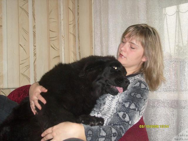 Фото: ньюфаундленд K-Ledy Tiamo (К-Леди Тиамо)