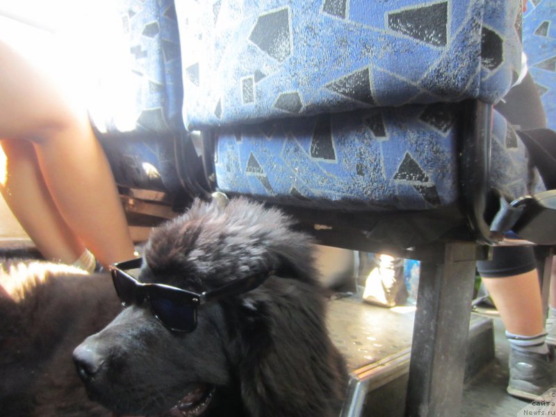 Фото: ньюфаундленд CHernyiy Balu Elisey (Черный Балу Елисей)