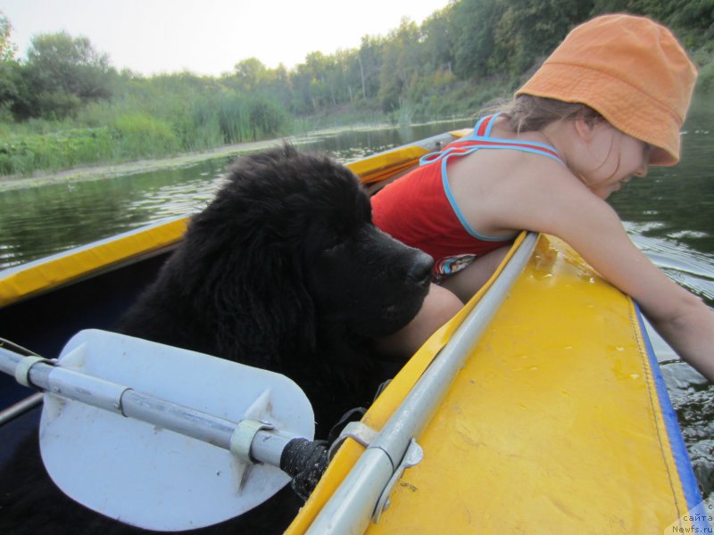 Фото: ньюфаундленд CHernyiy Balu Elisey (Черный Балу Елисей)