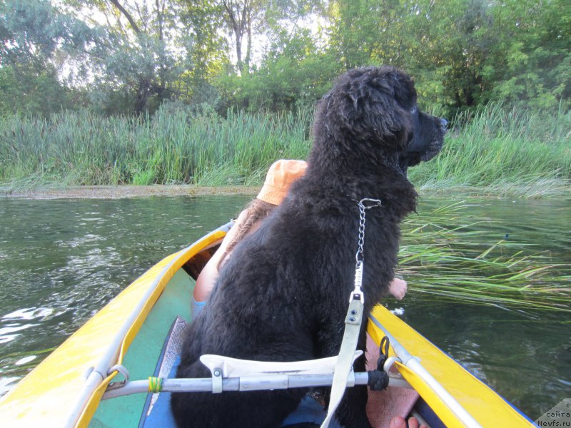 Фото: ньюфаундленд CHernyiy Balu Elisey (Черный Балу Елисей)