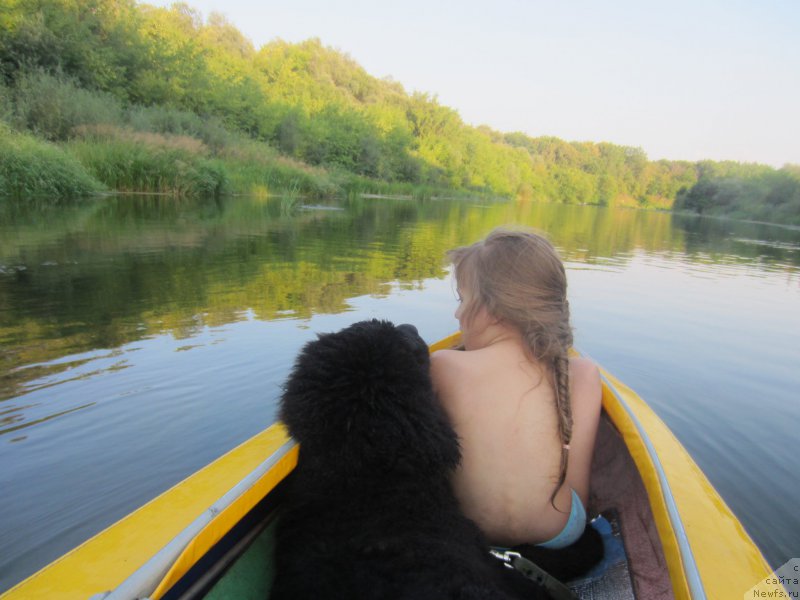 Фото: ньюфаундленд CHernyiy Balu Elisey (Черный Балу Елисей)