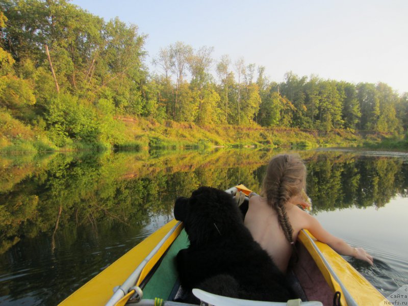 Фото: ньюфаундленд CHernyiy Balu Elisey (Черный Балу Елисей)