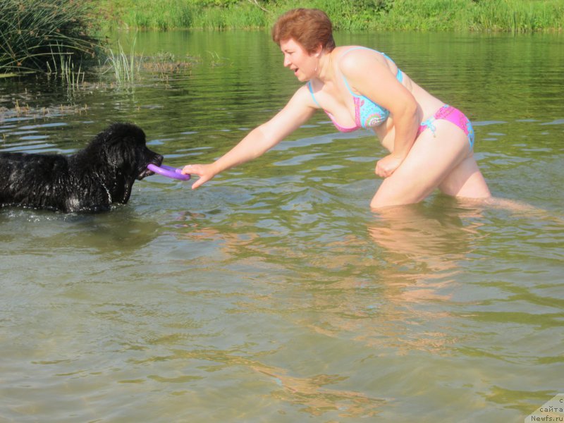 Фото: ньюфаундленд CHernyiy Balu Elisey (Черный Балу Елисей)