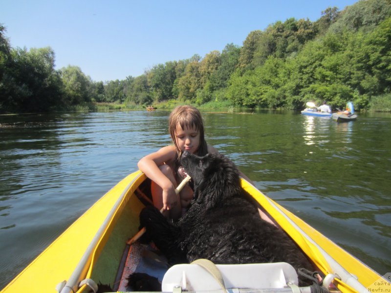Фото: ньюфаундленд CHernyiy Balu Elisey (Черный Балу Елисей)
