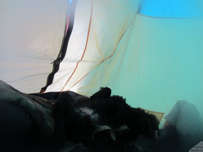 Фото: ньюфаундленд CHernyiy Balu Elisey (Черный Балу Елисей)