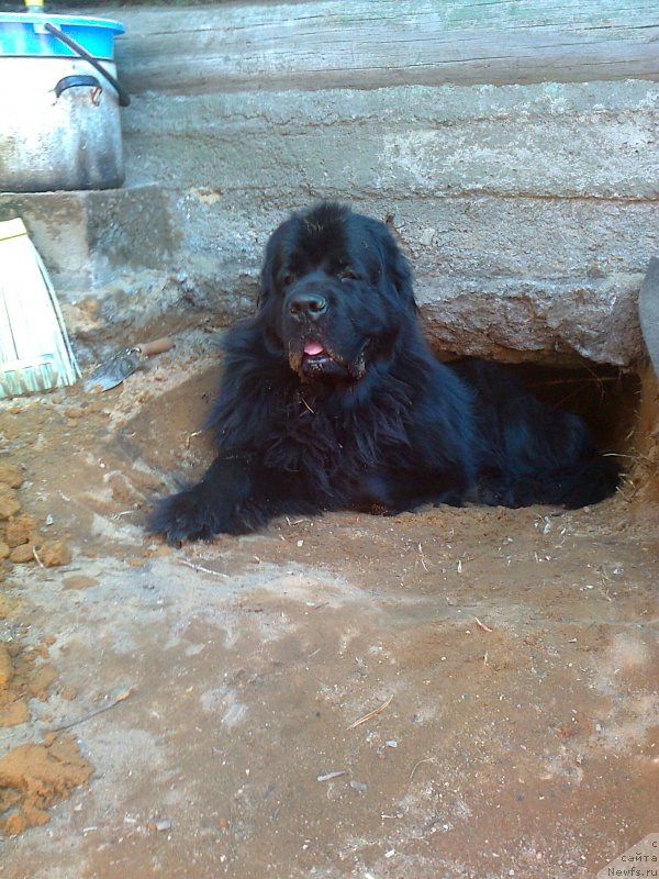 Фото: ньюфаундленд Aquatoriya Kelvin Kadril (Акватория Келвин Кадриль)