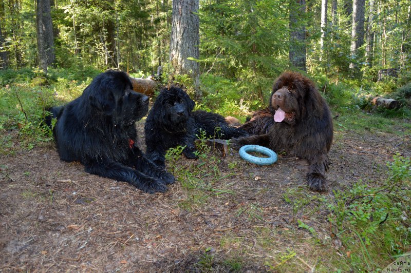 Фото: ньюфаундленд Aquatoriya Kelvin Kadril (Акватория Келвин Кадриль), ньюфаундленд I Follow The Sun de L'Etoile de Cyrice, ньюфаундленд Smigar Yungfrau Yuliana (Смигар Юнгфрау Юлиана)