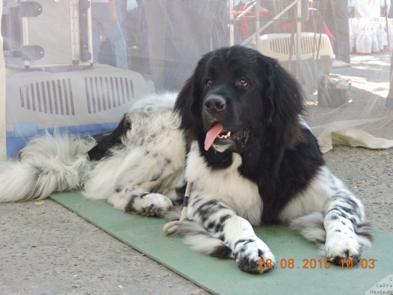 Фото: ньюфаундленд Skazochnaya Kroha SHampan' (Сказочная Кроха Шампань)