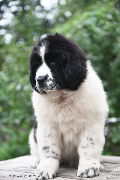 Фотография № 189838