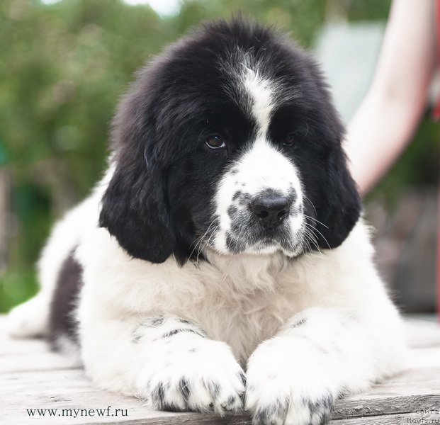 Фотография № 189839