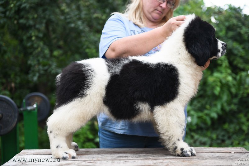 Фотография № 189842