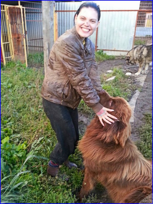 Фото: ньюфаундленд Brownblood MSK Hakim Gold Haydar (Браунблад МСК Хаким Голд Хайдар), ИРА