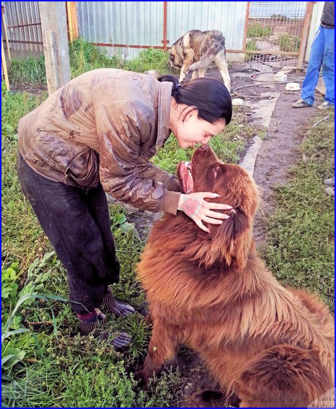 Фото: ньюфаундленд Brownblood MSK Hakim Gold Haydar (Браунблад МСК Хаким Голд Хайдар), ИРА