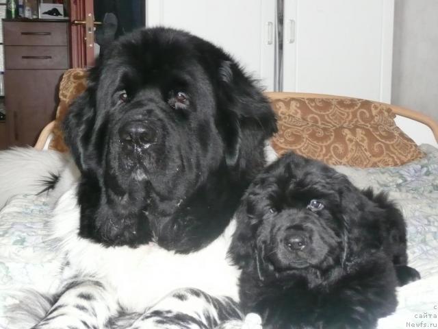 Фото: ньюфаундленд Super Bizon Argo (Супер Бизон Арго), ньюфаундленд Sibirochka Super Star (Сибирочка Супер Стар)