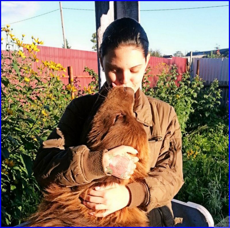 Фото: ньюфаундленд Brownblood MSK Hakim Gold Haydar (Браунблад МСК Хаким Голд Хайдар), ИРА