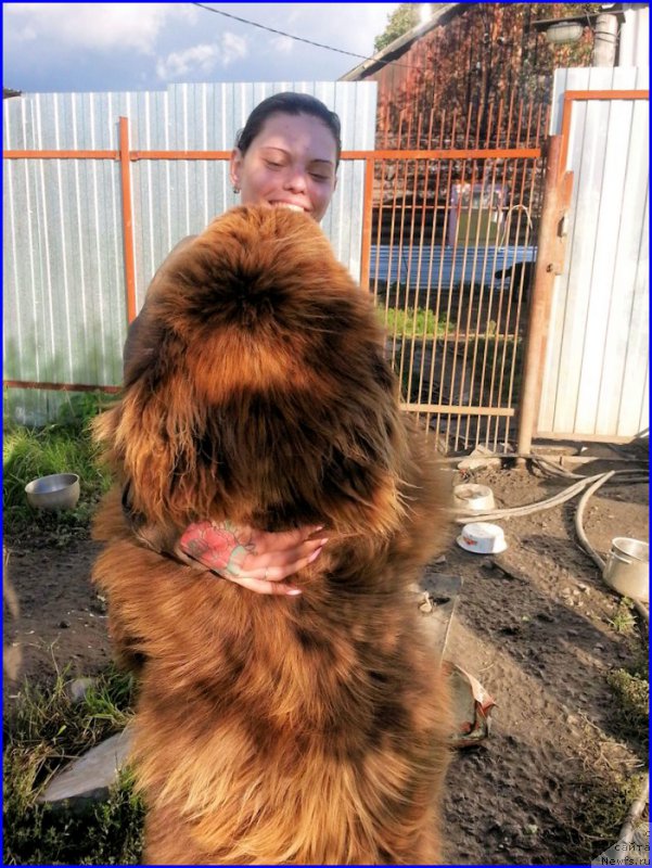 Фото: ньюфаундленд Brownblood MSK Hakim Gold Haydar (Браунблад МСК Хаким Голд Хайдар), ИРА