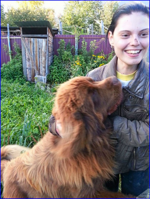 Фото: ньюфаундленд Brownblood MSK Hakim Gold Haydar (Браунблад МСК Хаким Голд Хайдар), ИРА