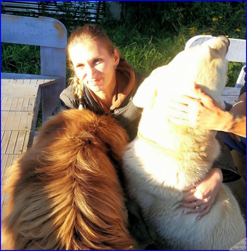 Фото: ньюфаундленд Brownblood MSK Hakim Gold Haydar (Браунблад МСК Хаким Голд Хайдар), Lena Zyirina (Лена Зырина), ФРАНКО, ОЛЯ