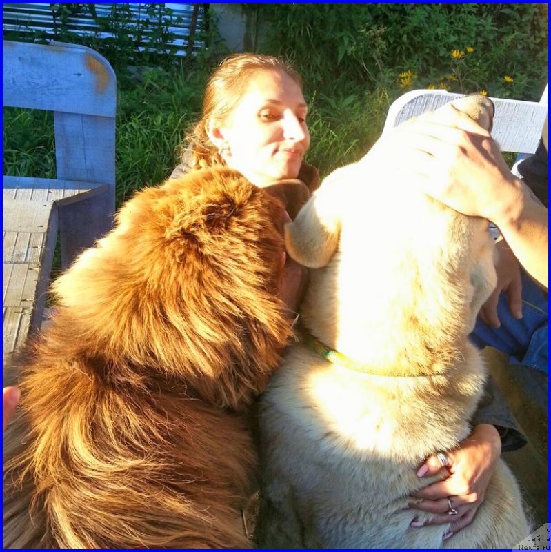 Фото: ньюфаундленд Brownblood MSK Hakim Gold Haydar (Браунблад МСК Хаким Голд Хайдар), Lena Zyirina (Лена Зырина), ФРАНКО, ОЛЯ