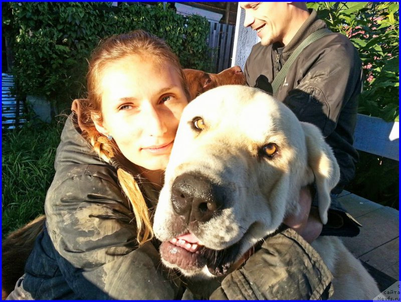 Фото: ньюфаундленд Brownblood MSK Hakim Gold Haydar (Браунблад МСК Хаким Голд Хайдар), Lena Zyirina (Лена Зырина), ФРАНКО, ОЛЯ