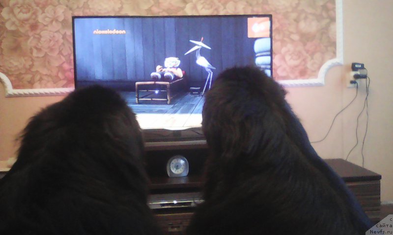 Фото: ньюфаундленд Nessi Blyek s  Lesnoy Zaimki (Несси Блэк с  Лесной Заимки), ньюфаундленд Super Premium Merlin Monro (Супер Премиум Мерлин Монро)