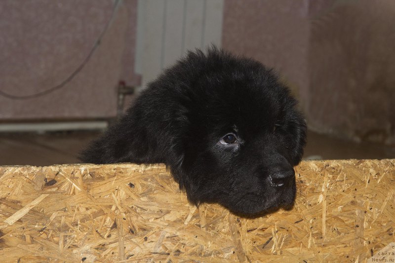 Фотография № 189884