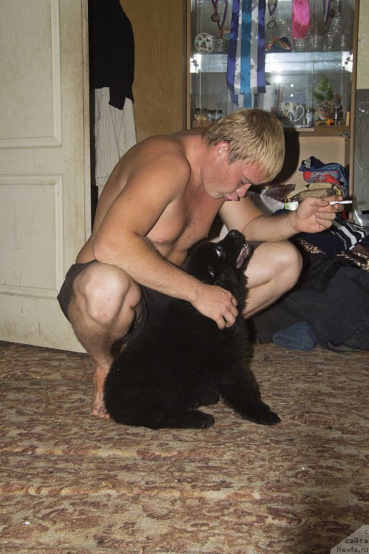 Фото: Aleksandr CHernyavskiy (Александр Чернявский), ньюфаундленд CHernyiy Balu Jora (Черный Балу Жора)