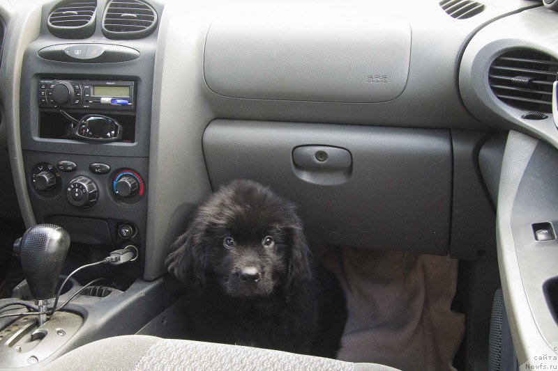 Фото: ньюфаундленд CHernyiy Balu Jora (Черный Балу Жора)