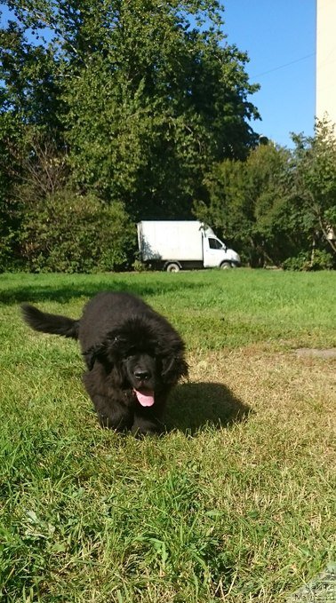 Фото: ньюфаундленд Belkonder-Club Jamaica Blue Mountin (Белкондер-Клаб Ямайка Блю Маунтин)