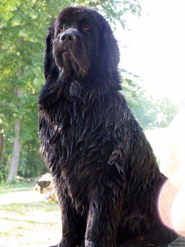 Фото: ньюфаундленд Chernaya Mafia Maybe She Will (Черная Мафия Маубе Ше Вилл)