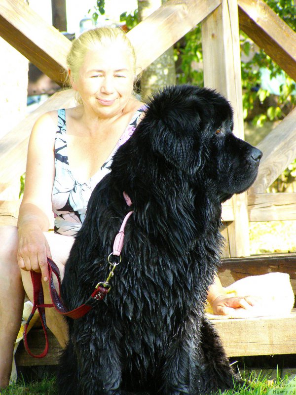 Фото: ньюфаундленд Chernaya Mafia Maybe She Will (Черная Мафия Маубе Ше Вилл)