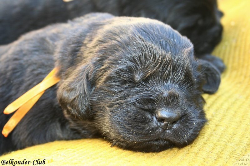 Фотография № 189921