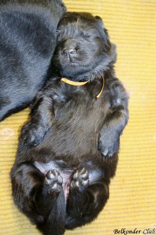 Фото: ньюфаундленд Belkonder-Club Bella Renaissance (Белкондер-Клаб Белла Ренессанс)