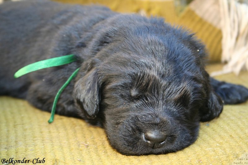 Фотография № 189926