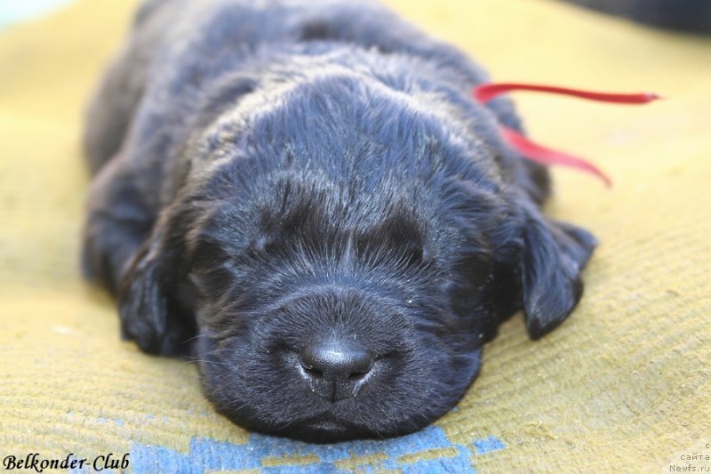 Фото: ньюфаундленд Belkonder-Club Barbera La Madonna (Белкондер-Клаб Барбера Ла Мадонна)