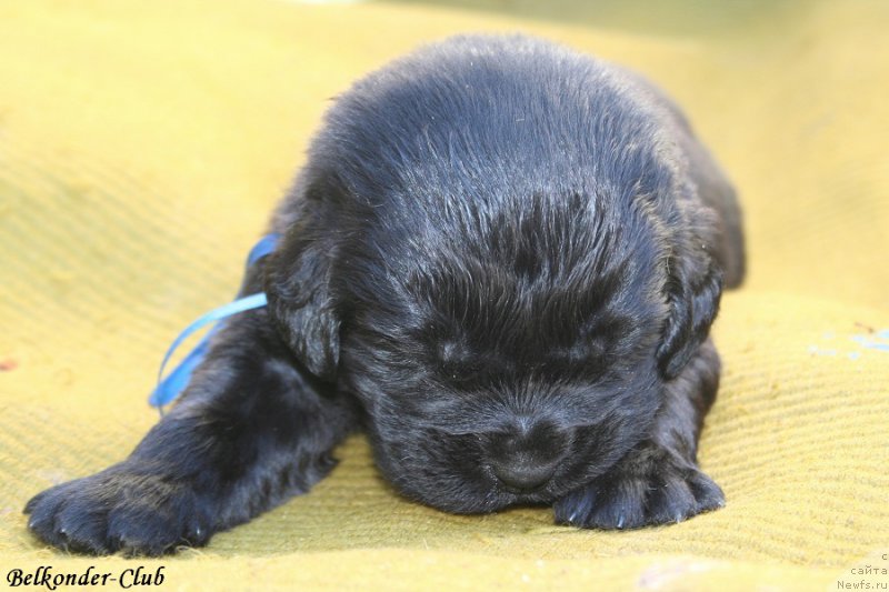Фото: ньюфаундленд Belkonder-Club Bianca Marussia (Белкондер-Клаб Бьянка Маруша)