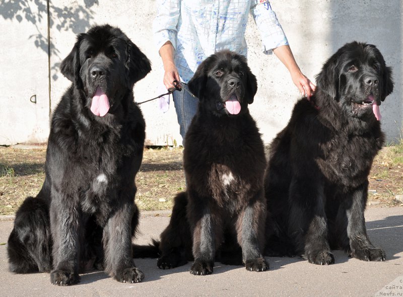 Фото: ньюфаундленд Beguschaya po Volnam Shade Color of Life (Бегущая по Волнам Шадэ Колор оф Лифе), ньюфаундленд Beguschaya po Volnam Bravo Bravissimo (Бегущая по Волнам Браво Брависсимо), Ol'ga Koroleva (Ольга Королева), Бегущая по волнам Чесс Квин ин Блэк