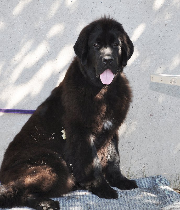 Фотография № 189960