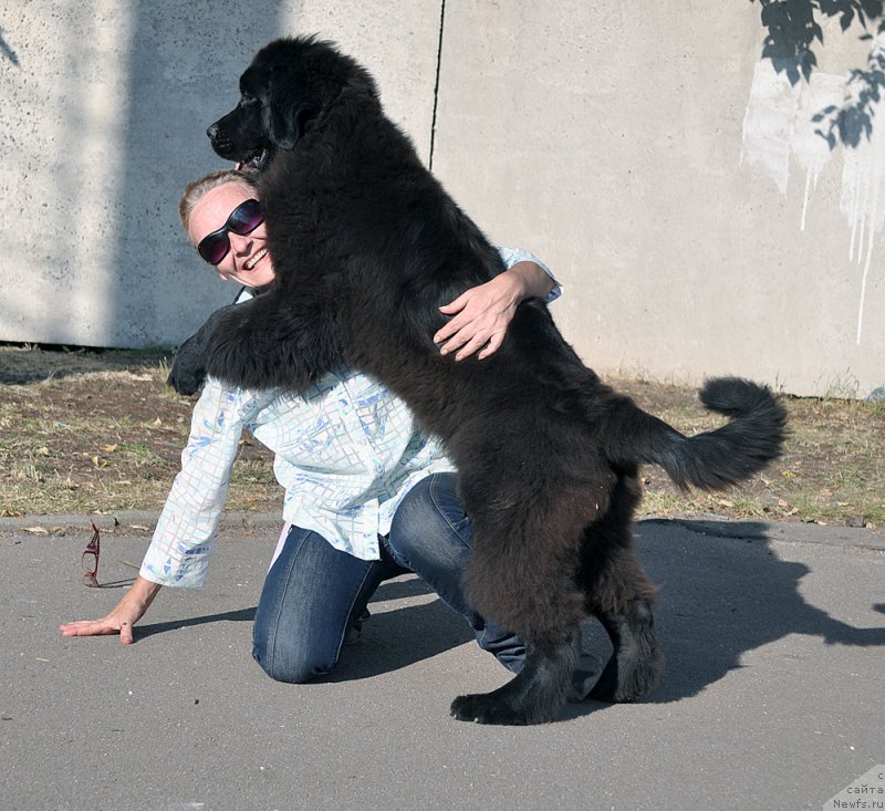 Фото: ньюфаундленд Beguschaya po Volnam Bravo Bravissimo (Бегущая по Волнам Браво Брависсимо)