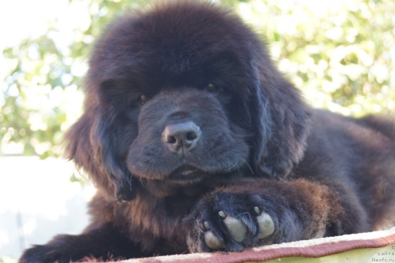 Фото: Супер Премиум Уолт Дисней