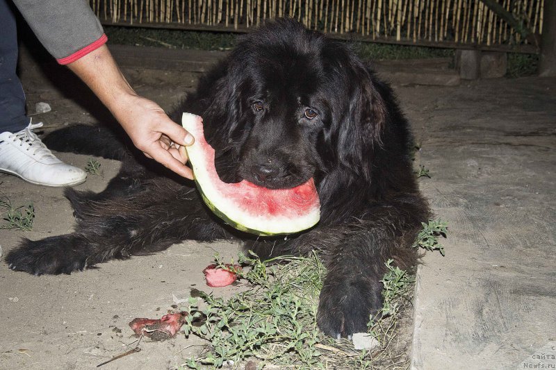 Фотография № 189989