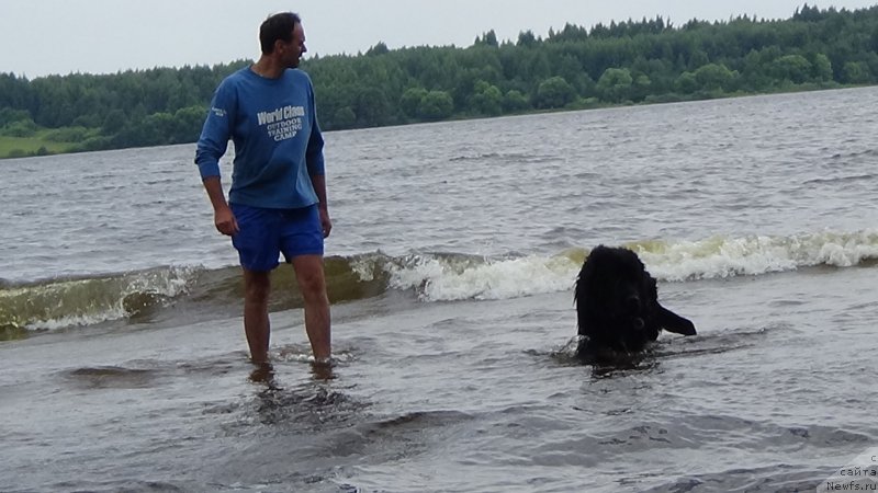 Фото: Vladimir Pahnyuk (Владимир Пахнюк), ньюфаундленд Sent Djons Optimus Prime (Сент Джонс Оптимус Прайм)